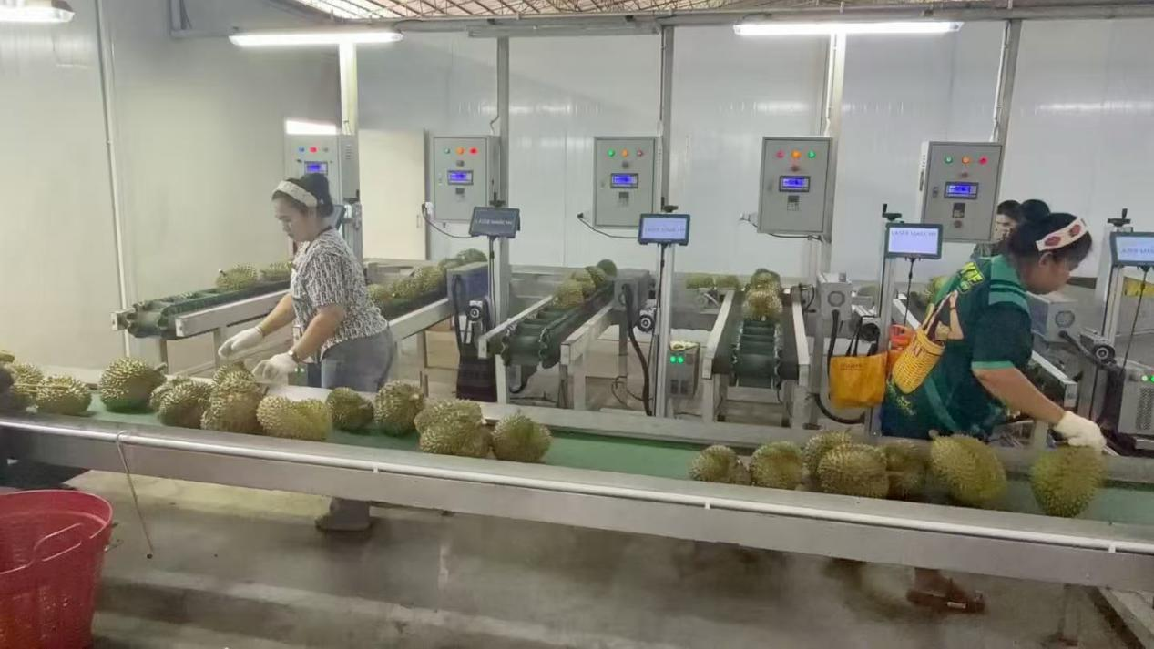 一颗榴莲的“跨国之旅”：藏在“榴莲自由”背后的中国888集团电子游戏力量